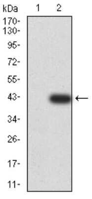 Western Blot: BNIP3 Antibody (6A5F7)BSA Free [NBP2-61715]