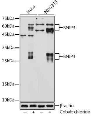 Western Blot: BNIP3 Antibody (2P7B8) [NBP3-15799]