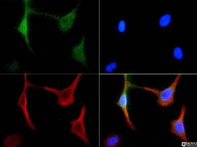 Immunocytochemistry/ Immunofluorescence: BNIP3 Antibody - BSA Free [NBP1-77683]