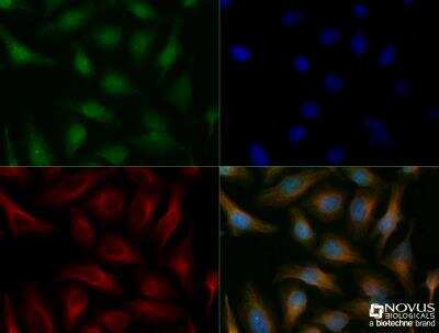 Immunocytochemistry/ Immunofluorescence: BNIP3L Antibody - BSA Free [NBP1-78264]