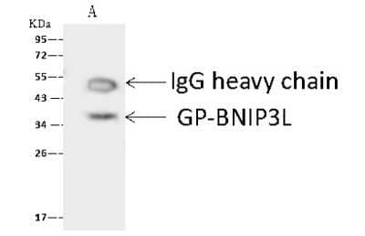 Immunoprecipitation: BNIP3L Antibody [NBP3-00002]