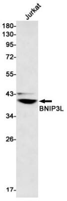 Western Blot: BNIP3L Antibody (S01-0F5) [NBP3-19585]