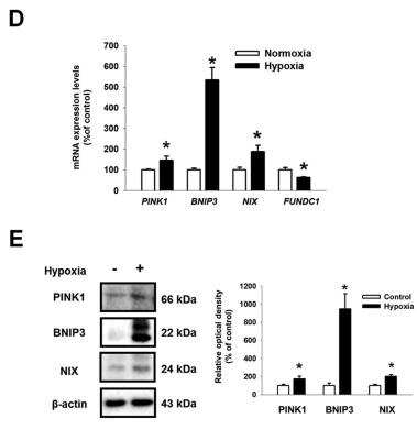 Western Blot: BNIP3L Antibody [NBP1-88558]