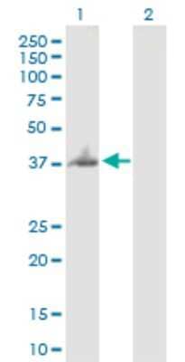 Western Blot: BNIPL Antibody [H00149428-B03P]