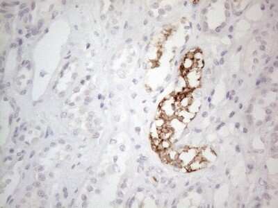 Immunohistochemistry: NT-proBNP Antibody (OTI11G4) [NBP2-46201]