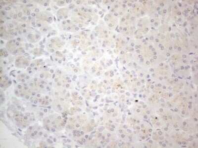 Immunohistochemistry: NT-proBNP Antibody (OTI11G4) [NBP2-46201]
