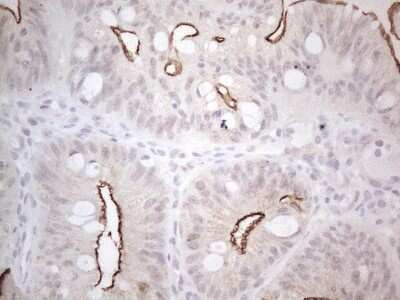 Immunohistochemistry: NT-proBNP Antibody (OTI11G4) [NBP2-46201]