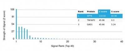 Protein Array: BNP Antibody (NPPB/4493) - Azide and BSA Free [NBP3-14020]