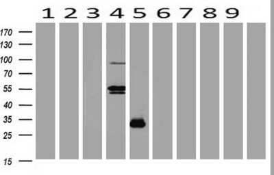 Western Blot: BOB1 Antibody (OTI1E11) [NBP2-45373]