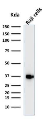 Western Blot: BOB1 Antibody (BOB1/2421)Azide and BSA Free [NBP2-79885]