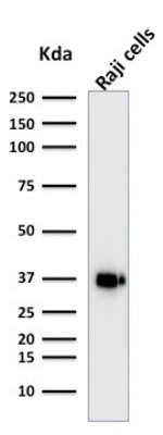 Western Blot: BOB1 Antibody (BOB1/2421) [NBP2-79750]