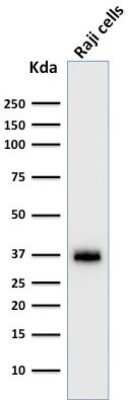 Western Blot: BOB1 Antibody (BOB1/2422) [NBP3-07635]