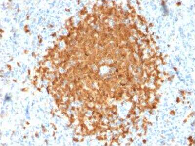 Immunohistochemistry-Paraffin: BOB1 Antibody (BOB1/2424) - Azide and BSA Free [NBP2-75753]