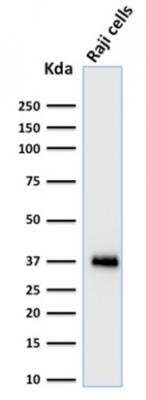 Western Blot: BOB1 Antibody (BOB1/2424)Azide and BSA Free [NBP2-75753]