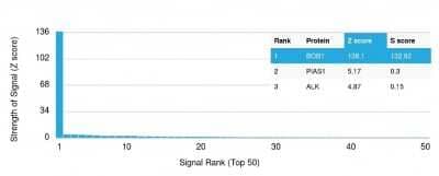 Protein Array: BOB1 Antibody (BOB1/2424) [NBP2-75752]