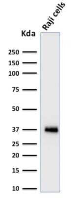 Western Blot: BOB1 Antibody (BOB1/2424) [NBP2-75752]