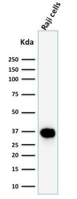 Western Blot: BOB1 Antibody (BOB1/2425)Azide and BSA Free [NBP2-75757]