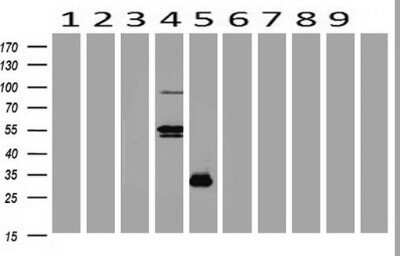 Western Blot: BOB1 Antibody (OTI1E11)Azide and BSA Free [NBP2-71223]