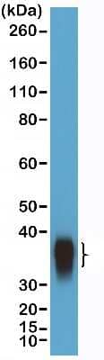 Western Blot: BOB1 Antibody (RM378) [NBP2-77435]