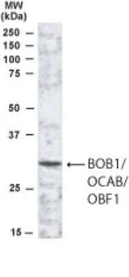 Western Blot: BOB1 Antibody [NB100-1122]