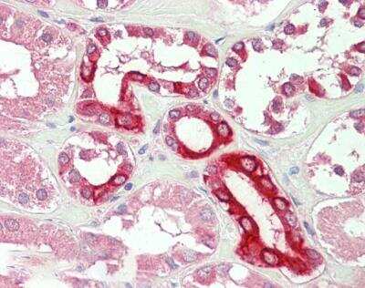 Immunohistochemistry-Paraffin: BOK Antibody [NBP2-69987]