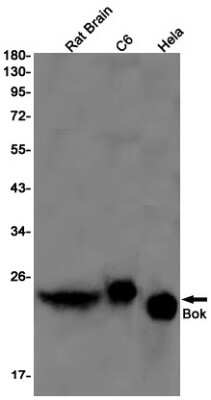 Western Blot: BOK Antibody (S03-1B6) [NBP3-15008]