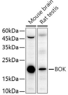 Western Blot: BOK AntibodyAzide and BSA Free [NBP2-92315]