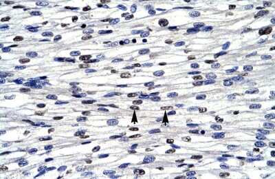 Immunohistochemistry: BOLA1 Antibody [NBP2-84508]