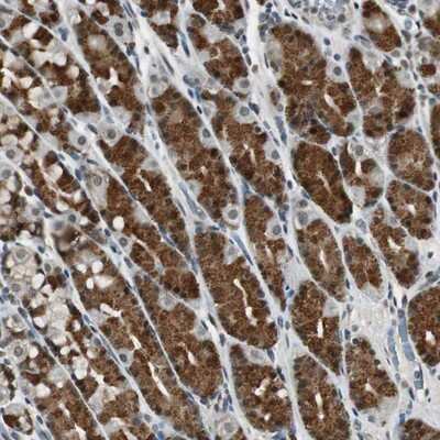 Immunohistochemistry-Paraffin: BOLA1 Antibody [NBP1-84514]