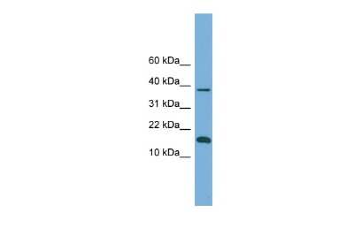 Western Blot: BOLA1 Antibody [NBP2-84509]