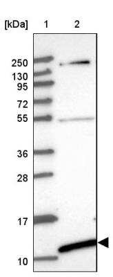 Western Blot: BOLA2 Antibody [NBP2-46726]