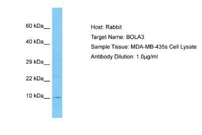 Western Blot: BOLA3 Antibody [NBP2-82768]