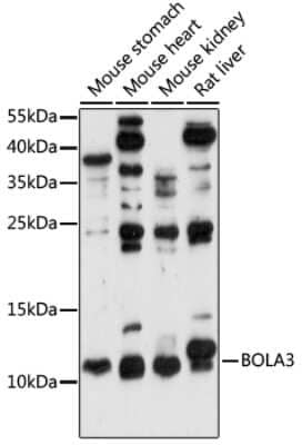 Western Blot: BOLA3 AntibodyAzide and BSA Free [NBP2-92289]