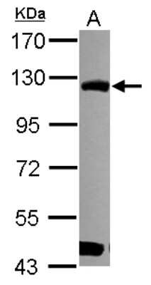 Western Blot: BOP1 Antibody [NBP2-15607]