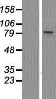 Western Blot: BOP1 Overexpression Lysate [NBP2-07202]