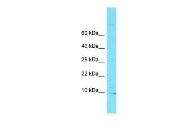 Western Blot: BORCS7 Antibody [NBP2-82769]