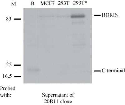 Western Blot: BORIS Antibody (20B11)BSA Free [NBP2-52405]