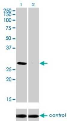 Western Blot: BP1 Antibody (1F11) [H00001748-M01]