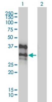 Western Blot: BP1 Antibody (1F11) [H00001748-M01]