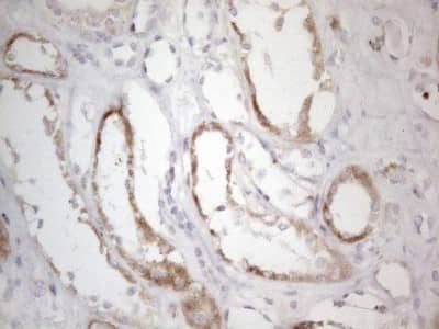 Immunohistochemistry: BP1 Antibody (OTI8A1) [NBP2-46463]