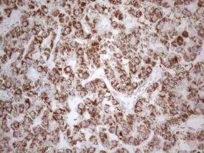 Immunohistochemistry: BP1 Antibody (OTI8A1) [NBP2-46463]