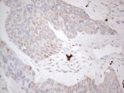 Immunohistochemistry: BP1 Antibody (OTI8A1) [NBP2-46463]