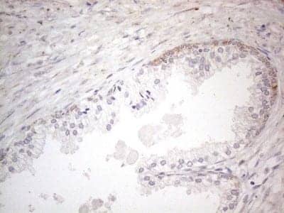 Immunohistochemistry: BP1 Antibody (OTI8A1) [NBP2-46463]