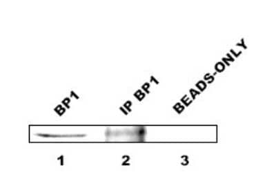 Immunoprecipitation: BP1 Antibody [NB100-481]