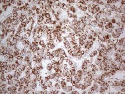 Immunohistochemistry: BP1 Antibody (OTI8A1) - Azide and BSA Free [NBP2-70581]