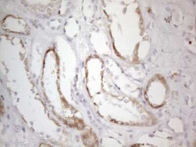 Immunohistochemistry: BP1 Antibody (OTI8A1) - Azide and BSA Free [NBP2-70581]