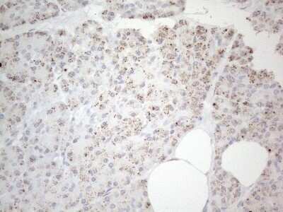 Immunohistochemistry: BP1 Antibody (OTI8A1) - Azide and BSA Free [NBP2-70581]