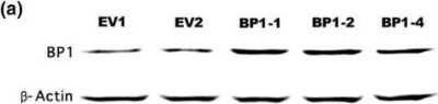 Western Blot: BP1 Antibody [NB100-481]