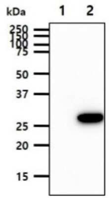 Western Blot: BPGM Antibody (2E11)BSA Free [NBP2-59493]