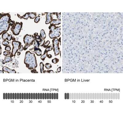 Immunohistochemistry-Paraffin: BPGM Antibody [NBP1-86064]